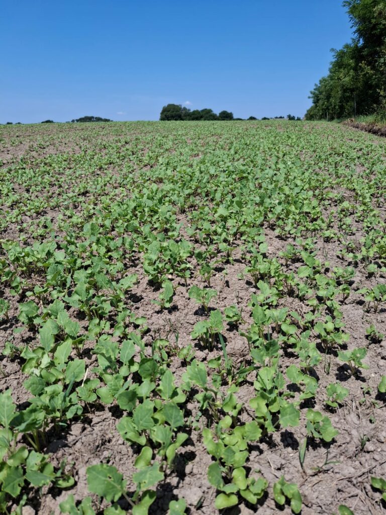 WhatsApp Image 2026-05-27 at 15.16.36